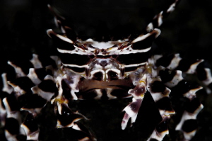 B L A D E - M A I L 
Zebra crab (Zebrida)
Zamboanguita,... by Irwin Ang 
